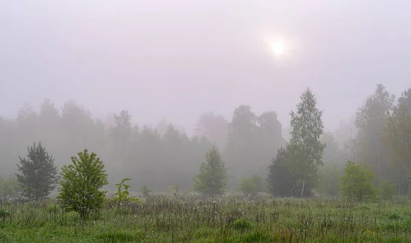 Manhã Nublada Natureza Névoa Desceu Sobre Árvores Prado Escondeu Horizonte — Fotografia de Stock