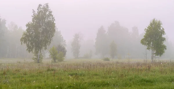 Cloudy morning in nature. Mist descended on the trees, meadow and hid the horizon.