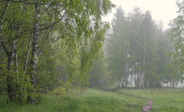 Doğada bulutlu bir sabah. Ağaçlara, çayırlara sis indi ve ufku sakladı..