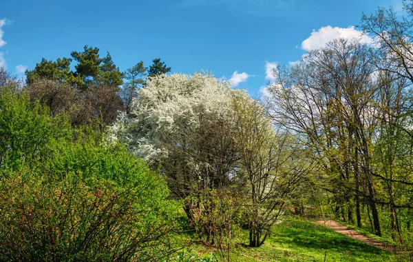 Prachtig Bloeiende Bomen Zonnige Dag Mooie Wandeling Natuur — Stockfoto