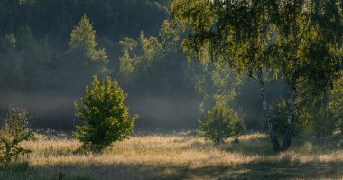 Küçük bir ormanla çevrili güzel bir çayır..