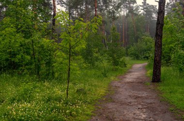 Yol çayırlardan ve ormanlık alanlardan geçiyor. Doğa resmedilmeye değer. Turizm.