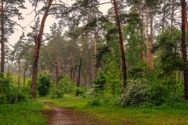 Yol çayırlardan ve ormanlık alanlardan geçiyor. Doğa resmedilmeye değer. Turizm.