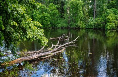 Göl ormanla çevrilidir. Büyük bir ağaç suya düştü..