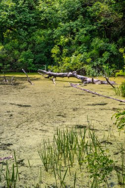 Ördek otu ve çamurla kaplı gölet bir bataklığa dönüştü. Sudan çıkmış eski bir Corga..