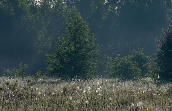 Küçük Bir Ormanla Çevrili Güzel Bir Çayır — Stok fotoğraf