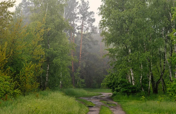 Yol çayırlardan ve ormanlık alanlardan geçiyor. Doğa resmedilmeye değer. Turizm.