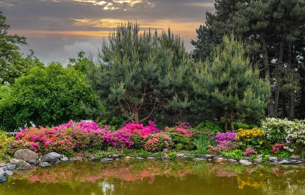 Azalea Rododendro Florecen Las Orillas Del Estanque Las Flores Reflejan — Foto de Stock