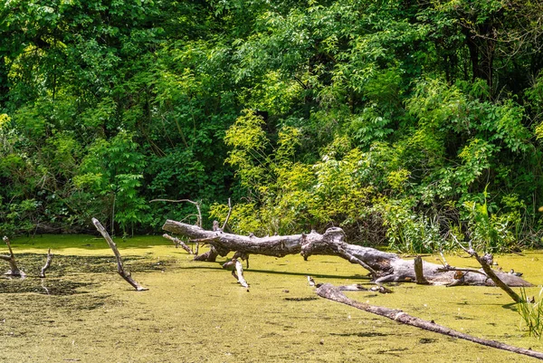 Estanque Cubierto Hierba Pato Barro Convirtió Pantano Una Vieja Corga — Foto de Stock