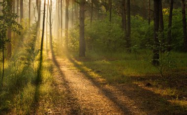 Güzel güneşli bir sabah. Güneş ışınları ağaçların dallarında oynarlar. Doğada güzel yürüyüş..