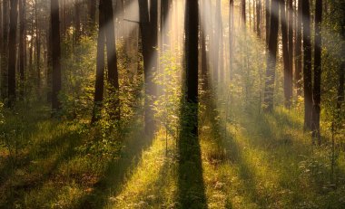Güzel güneşli bir sabah. Güneş ışınları ağaçların dallarında oynarlar. Doğada güzel yürüyüş..