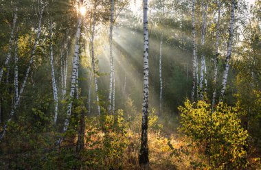 Güzel güneşli bir sabah. Güneş ışınları ağaçların dallarında oynarlar. Doğada güzel yürüyüş..