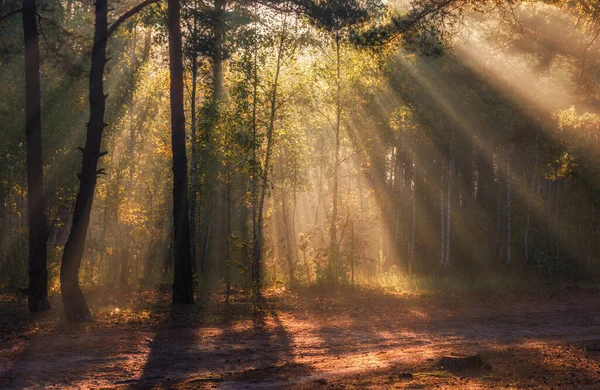 Belle Matinée Ensoleillée Les Rayons Soleil Jouent Dans Les Branches — Photo