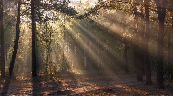 Trevlig Solig Morgon Solens Strålar Leker Trädens Grenar Fin Promenad — Stockfoto
