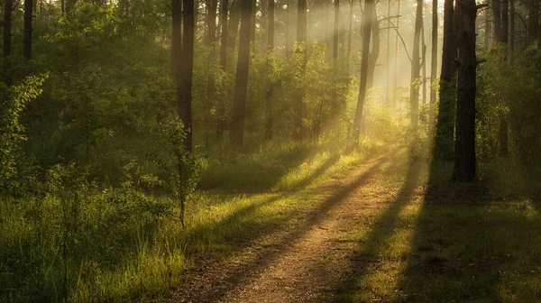 Trevlig Solig Morgon Solens Strålar Leker Trädens Grenar Fin Promenad — Stockfoto