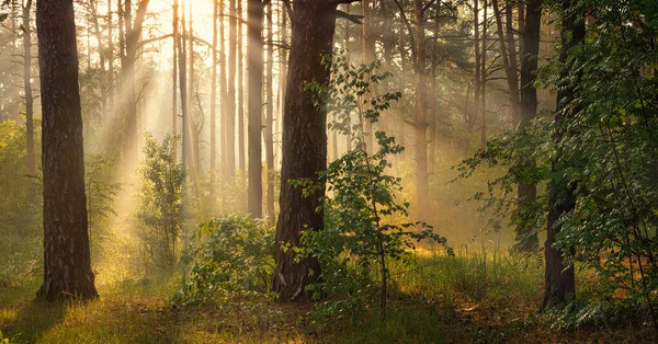 Belle Matinée Ensoleillée Les Rayons Soleil Jouent Dans Les Branches — Photo