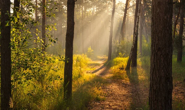 Хорошее Солнечное Утро Луч Солнца Играет Ветвях Деревьев Приятная Прогулка — стоковое фото