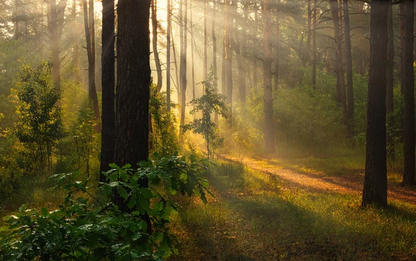 Belle Matinée Ensoleillée Les Rayons Soleil Jouent Dans Les Branches — Photo