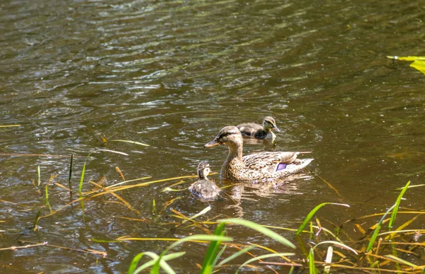 Madre Pato Con Patitos Están Nadando Estanque Observación Vida Silvestre — Foto de Stock