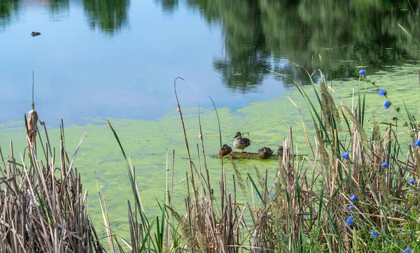 A pond with ducks overgrown with duckweed. Wildlife.