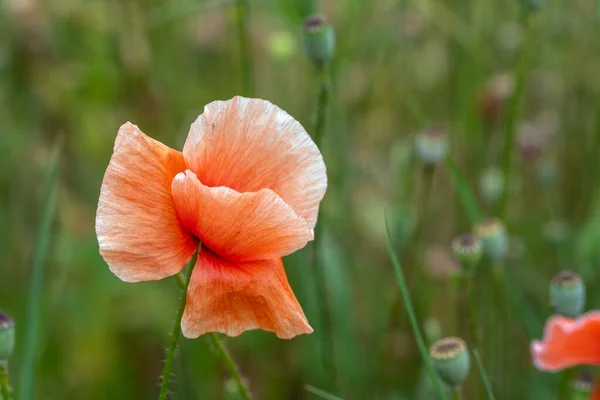 Yaban Gelincikleri Bahar Yaz Sonlarında Çiçek Açarlar Doğanın Güzelliği — Stok fotoğraf