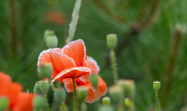 Wildmohn Blüht Späten Frühling Und Sommer Schönheit Der Natur — Stockfoto