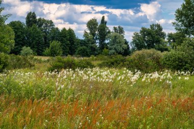 Çiçek açan çayırlar. Güzel otlar. Doğada güzel bir yürüyüş. Yürüyüş.