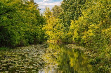 Çiçekli nilüferler ve ağaçlık kıyıları olan bir gölet. Güzel doğa..