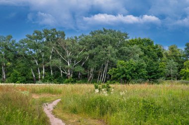 Çiçek açan çayırlar. Güzel otlar. Doğada güzel bir yürüyüş. Yürüyüş.