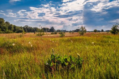 Çiçek açan çayırlar. Güzel otlar. Doğada güzel bir yürüyüş. Yürüyüş.