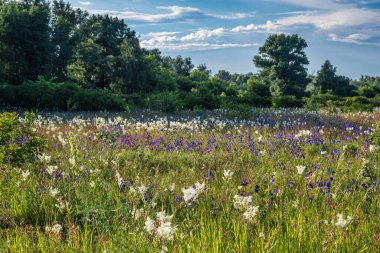 Çiçek açan çayırlar. Güzel otlar. Doğada güzel bir yürüyüş. Yürüyüş.