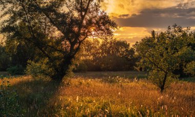 Gün batımı. Güneş yaprakları ve otları güzelce aydınlatıyor. Hava güzel..