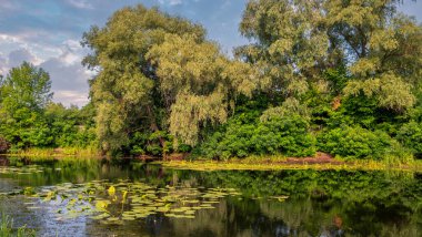 Çiçekli nilüferler ve ağaçlık kıyıları olan bir gölet. Güzel doğa..