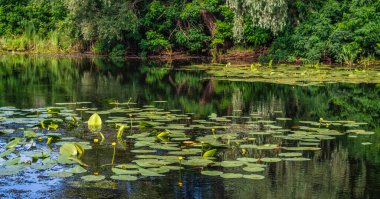 Çiçekli nilüferler ve ağaçlık kıyıları olan bir gölet. Güzel doğa..