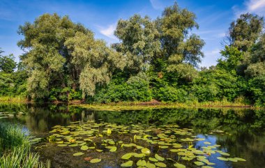 Çiçekli nilüferler ve ağaçlık kıyıları olan bir gölet. Güzel doğa..