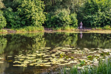 Çiçekli nilüferler ve ağaçlık kıyıları olan bir gölet. Güzel doğa..