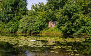 Çiçekli nilüferler ve ağaçlık kıyıları olan bir gölet. Güzel doğa..