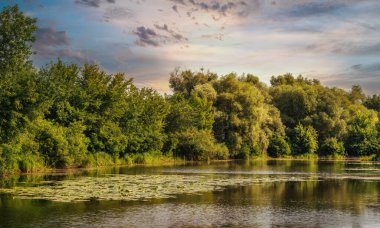 Çiçekli nilüferler ve ağaçlık kıyıları olan bir gölet. Güzel doğa..