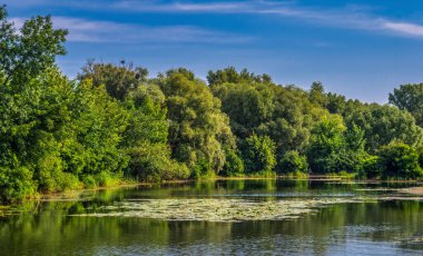 Çiçekli nilüferler ve ağaçlık kıyıları olan bir gölet. Güzel doğa..