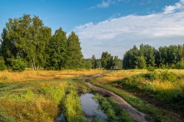 Çiçek açan çayırlar. Güzel otlar. Doğada güzel bir yürüyüş. Yürüyüş.