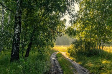 Yağmurdan sonra büyük su birikintileri. Ağaçlar suya yansıyor. Yürüyüş.