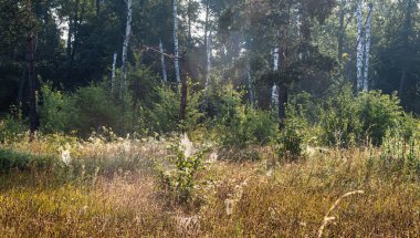 Sabahın erken saatlerinde çayırda. Örümcek ağı yükselen güneşin ışınlarında parlar. Güzel doğa..