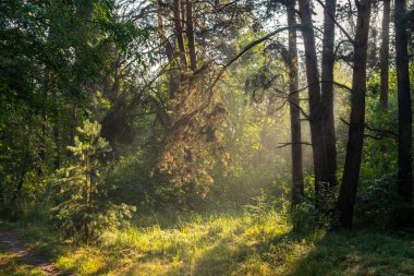 Ormanda güneşli bir sabah. Güzel doğa. Güzel yürüyüş..