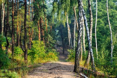 Ormanda güneşli bir sabah. Güzel doğa. Güzel yürüyüş..
