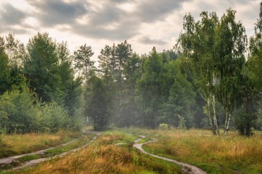 Çiçek açan çayırlar. Güzel otlar. Doğada güzel bir yürüyüş. Yürüyüş.