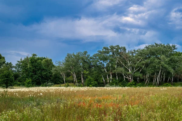 牧草地の開花 美しいハーブ 自然の中で素敵な散歩 ハイキング — ストック写真