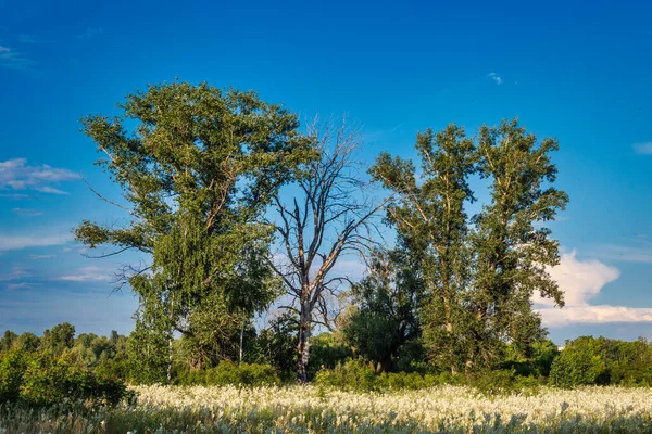 Цветущие Луга Прекрасные Травы Хорошая Прогулка Природе Пешие Прогулки — стоковое фото