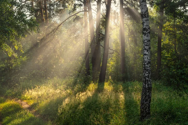 Солнечное Утро Лесу Прекрасная Природа Хорошая Прогулка — стоковое фото