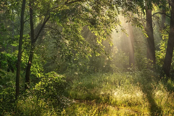 Solig Morgon Skogen Vacker Natur Trevlig Promenad — Stockfoto