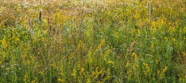 Forbs Der Wiese Horizontale Anordnung Banner — Stockfoto